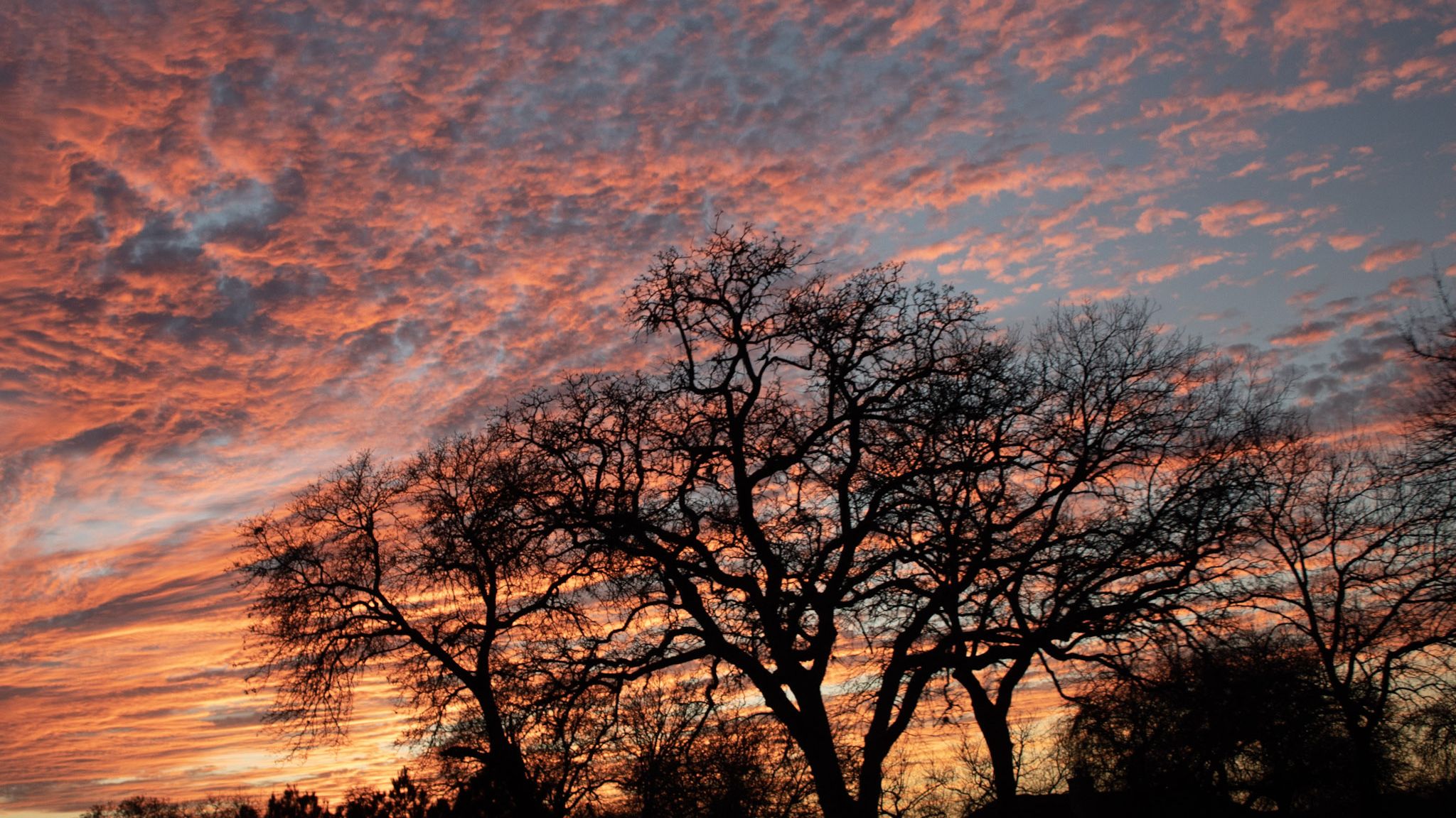 Mesquite trees silhouetted against a blazing Texas sunset sky.
