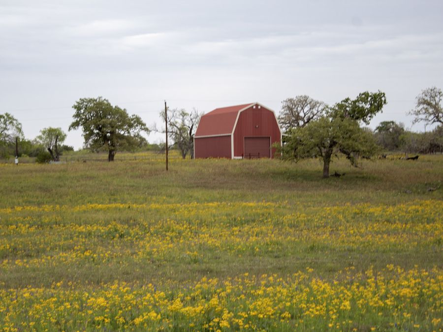 A red barn standing among Texas wildflowers.