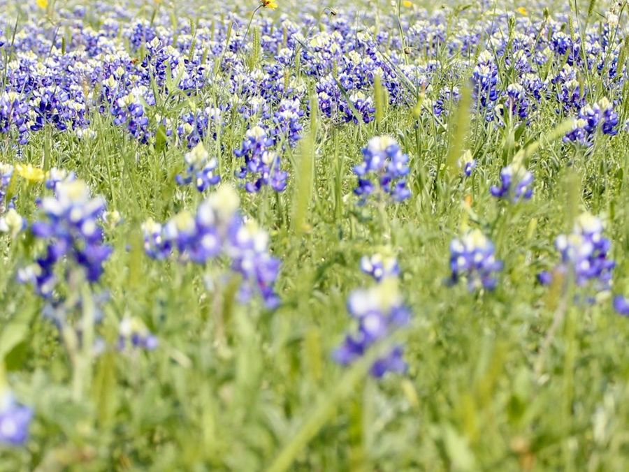 A field of bluebonnets in full bloom.